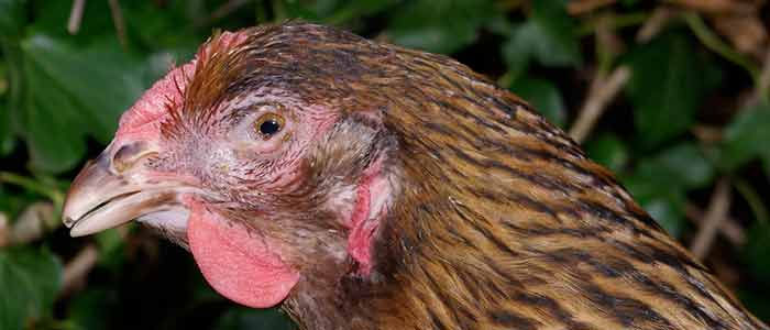 Mycoplasma gallisepticum in chickens  - eye infection