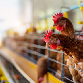 Identifying Poultry Layer Liver Diseases