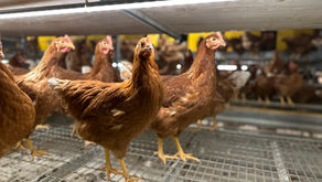 Prebiotics vs. Probiotics in Poultry. What’s the Difference and When Should You Use Each?