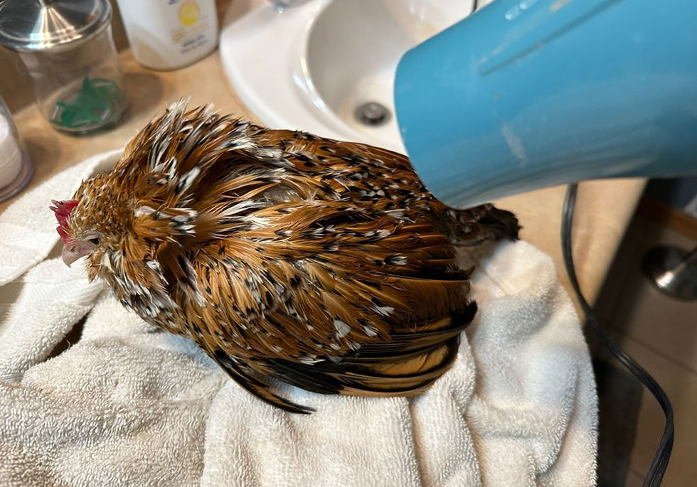 How to Break a Broody Hen