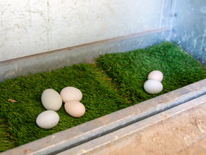 How Old Are Chickens When They Start Laying Eggs?