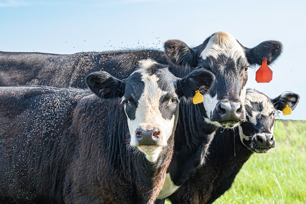 Managing Summer Flies and Ticks in Cattle