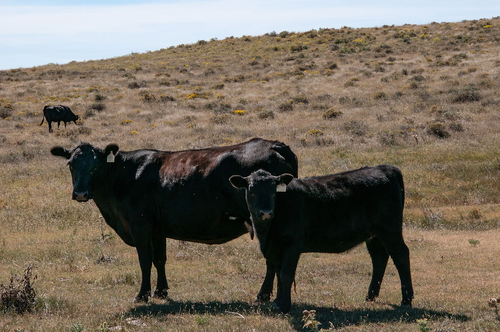 Creep Feed for Calves