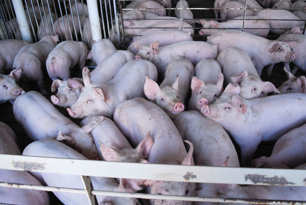 Grow-finish pigs in a barn