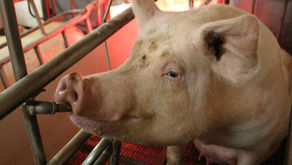 Using Natural Tools to Fight Health Challenges in Your Pig Barns