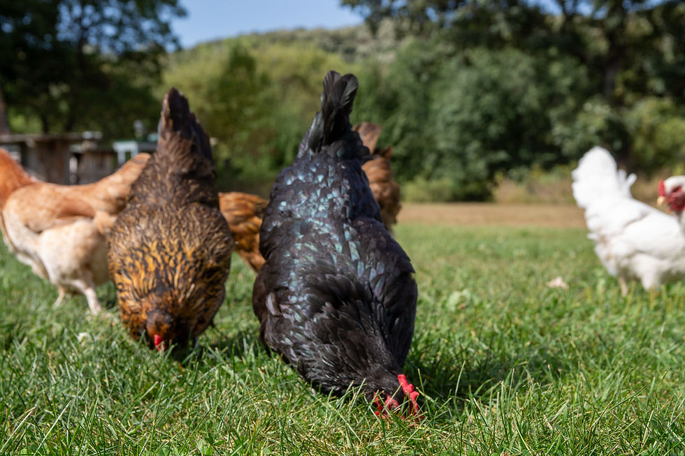 Free Ranging & Parasites: Why Summer is the Riskiest Season for Your Flock