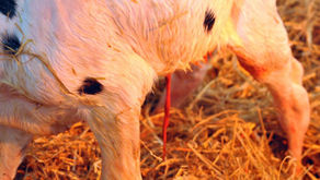 Understanding Navel Infections in Dairy Calves: Causes, Signs and Prevention