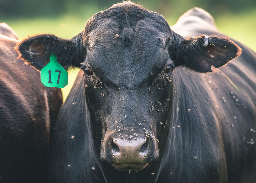 How to Control Flies in Cattle with Garlic