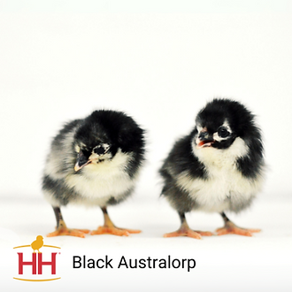 Black Australorps chicks