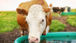 Summer Stress: Keep Your Cows Healthy All Summer Long