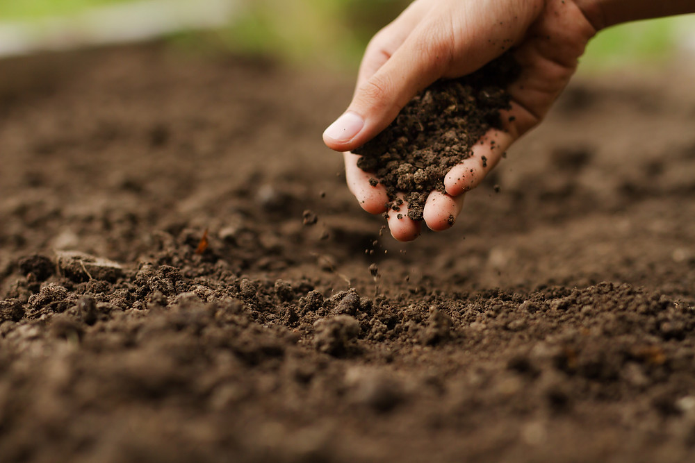 Addressing Soil Health and Nutrient Availability