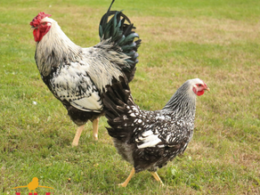 All About the Wyandotte Chicken Breed