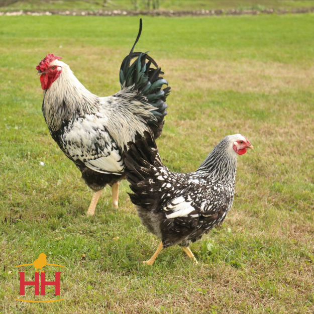 silver laced wyandotte hen and rooster
