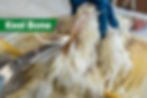 keel bone on a chicken