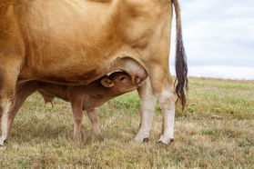 4 Ways to Enhance Cow Colostrum Before Calving  