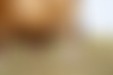 4 Ways to Enhance Cow Colostrum Before Calving  