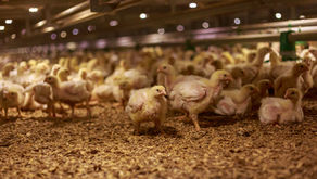 Keep Coccidiosis from Disrupting Flock Performance