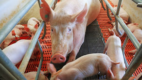 Lactation Feed: Keeping an Eye on the Next Litter