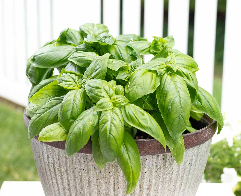 Benefits of Basil for You and Your Chickens
