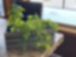 Indoor herb garden in a box