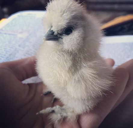 Hatching Chicken Eggs