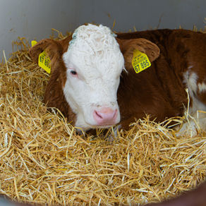 Treating and Preventing Calf Scours: A Complete Guide