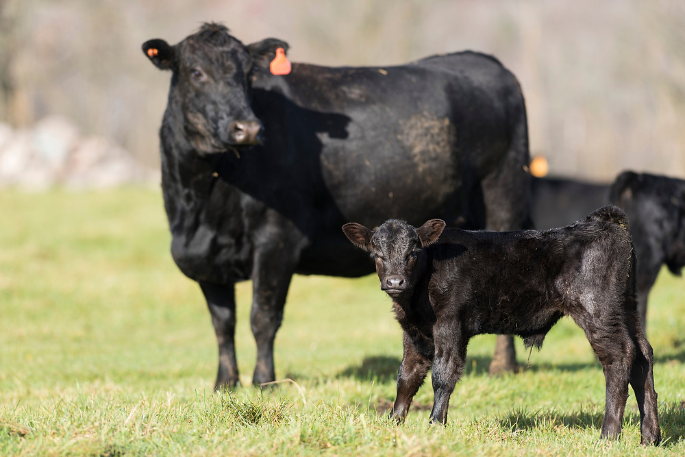 How Mineral Nutrition Impacts Beef Cattle Reproduction