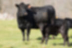 black cow and calf on pasture