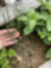 Herb garden outside