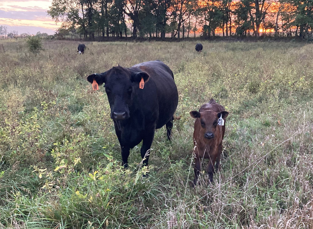 Cattle Mineral with Garlic A Beef Producer’s Experience
