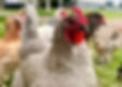 Backyard chicken close up