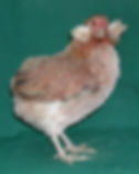 Araucana chicken with ear tufts