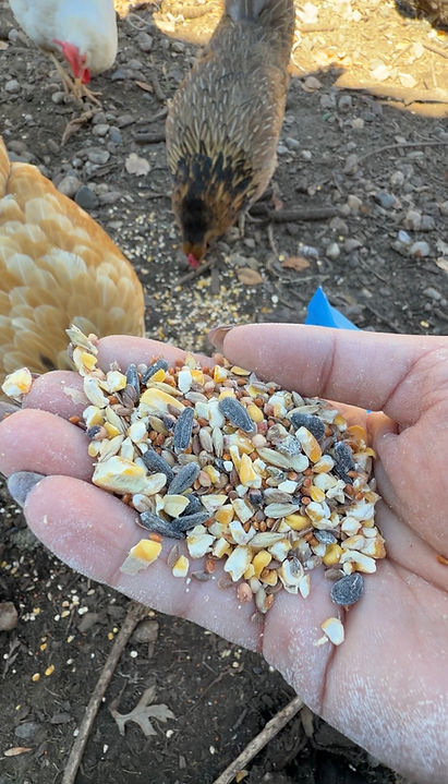 hand holding chicken treats containing black sunflower seeds for molting. chickens in the background pecking at treats