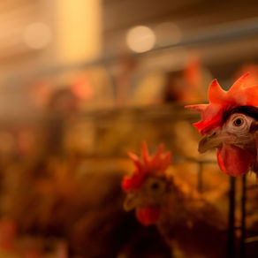 Understanding Salmonella in Poultry and  the Natural Options Available