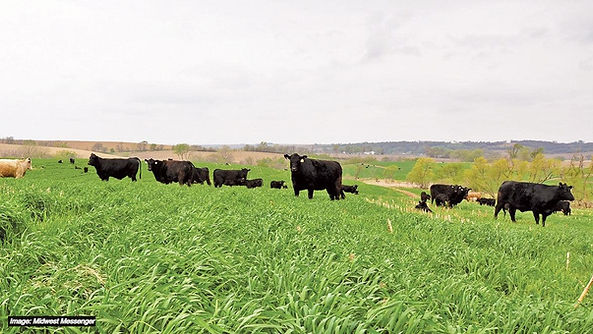 black cows on pasture