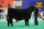 Show Heifer in the Ring