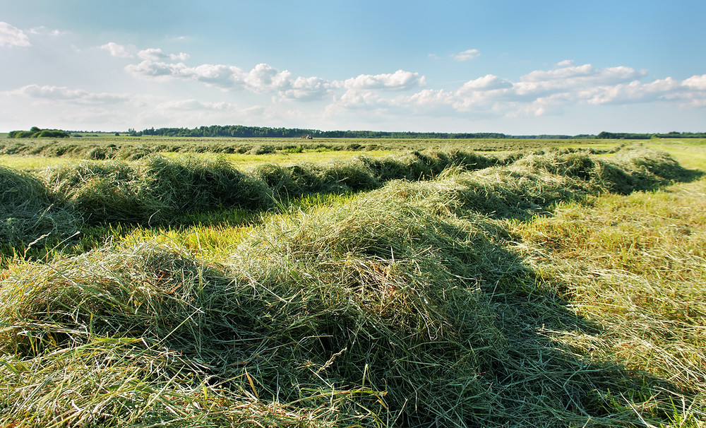 How to Store Hay: Dry, Wet & Chopped Plus Costs