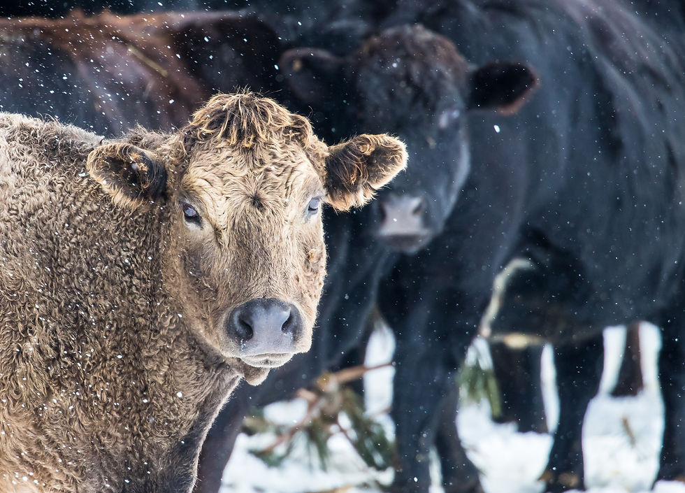 How Long Can Cattle Graze in the Winter?