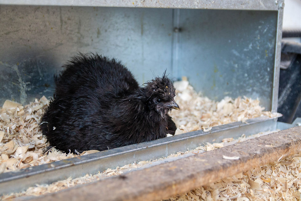 black polish chicken sitting in a nesting box