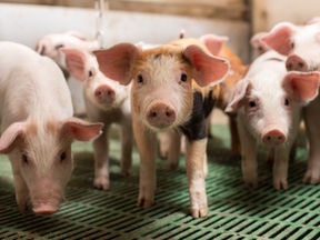 Ralco’s Tactical Start® Nursery Feed is a Perfect Partner for Nebraska Producer