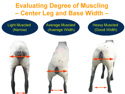 Degree of muscling in show sheep graphic