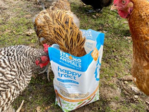 5 Tricks for Getting Your Chickens Back into the Coop