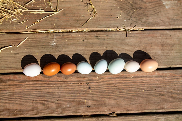 different color chicken eggs all lined up in a row on a rustic wood floor background