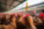 Brown layers in a poultry barn by water drinking lines