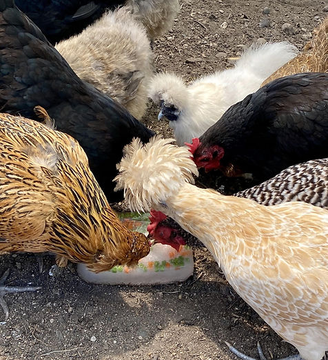 Chickens eating frozen treats