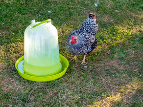 Why is My Chicken Panting? What it Means and What to Do About it