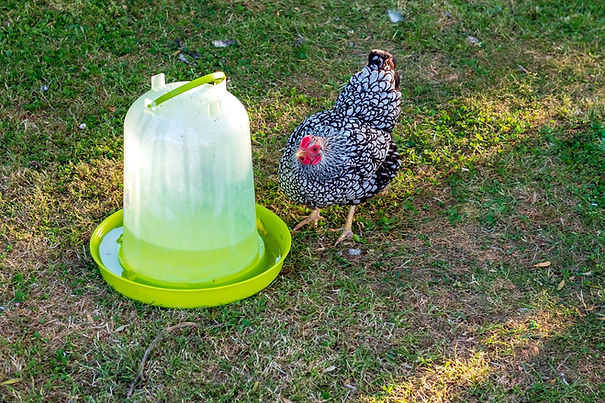chicken standing by a waterer