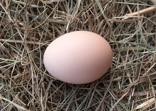 Black Australorps brown chicken egg laying in straw