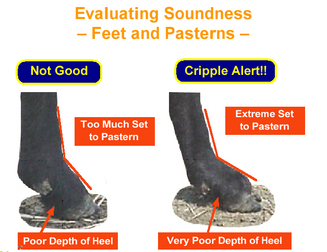 Incorrect feet and pasterns in show sheep graphic