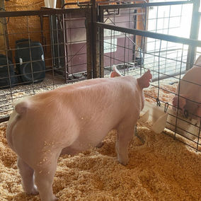 Keeping Your Show Pig Comfortable with Fall Temperature Swings